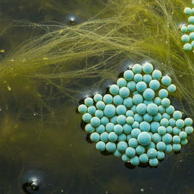 Close-up of filamentous algae and blue-green algae in a pond, showcasing their distinct appearances, no text, no words, no typography, clean image