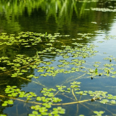 Close-up of healthy pond water with aquatic plants and no visible algae