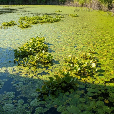 Close-up of invasive pond weeds growing densely in a pond, showing their impact on water quality