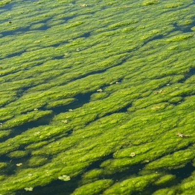 Close-up of green algae on a pond surface, showing excessive growth and its impact